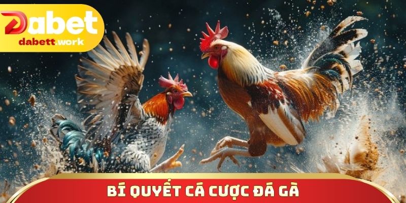 Bí quyết cá cược đá gà chơi đâu thắng đó